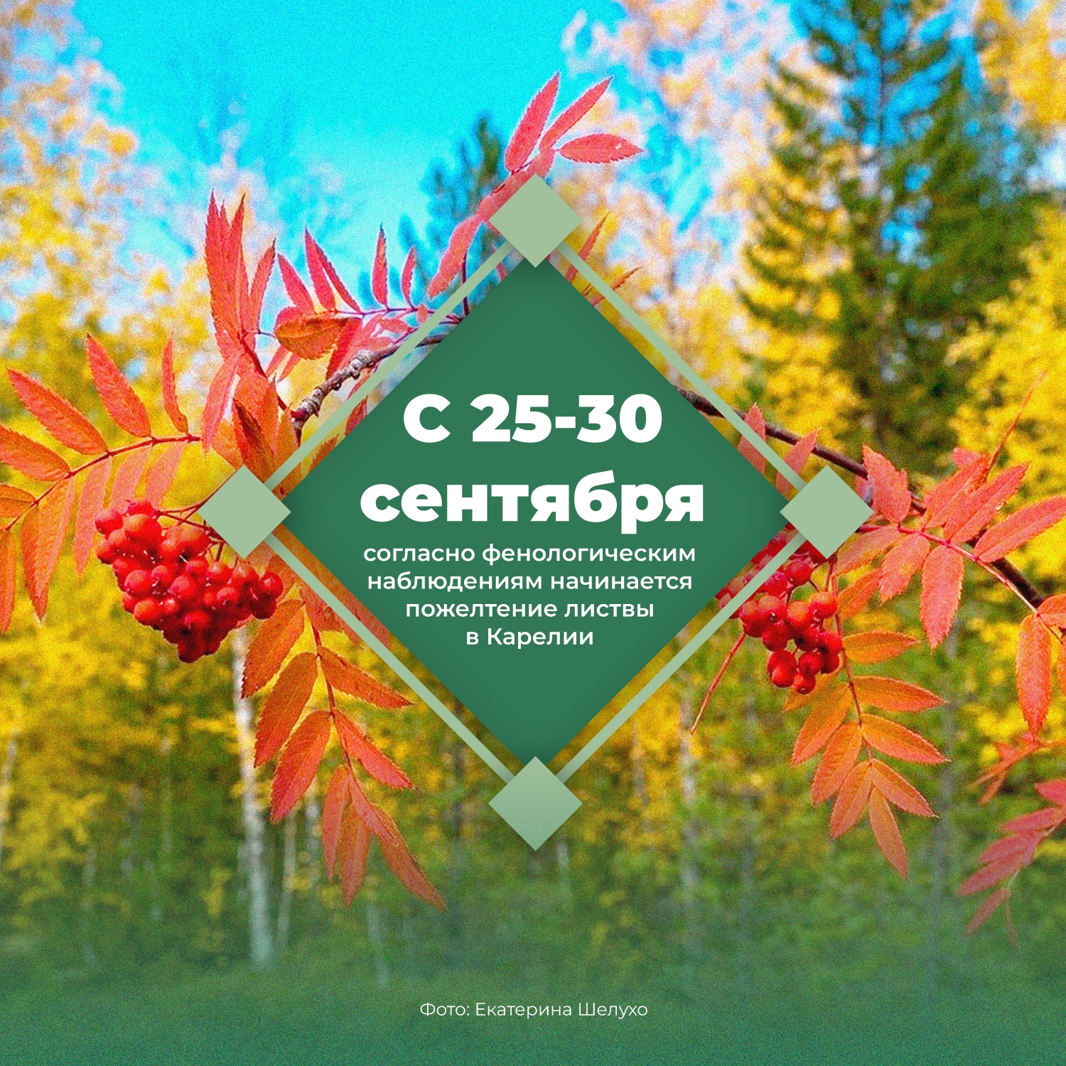 В Карелии листья начали желтеть раньше, чем 40 лет назад