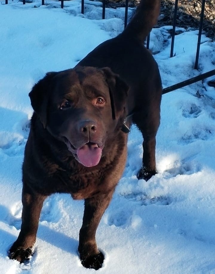 Оставивший службу в полиции шоколадный лабрадор-пенсионер обживает в Сегеже новый дом