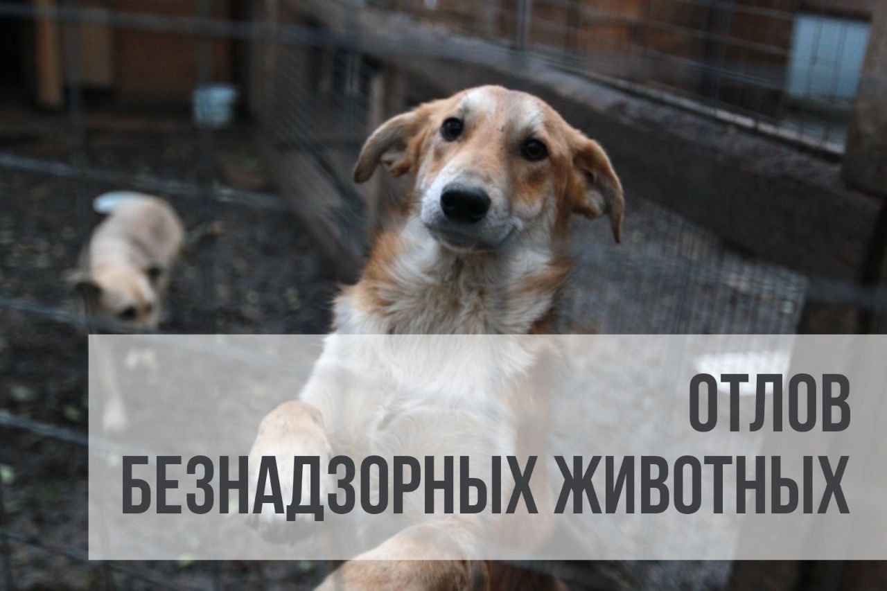 В Кондопожском районе 9 октября будут отлавливать безнадзорных собак