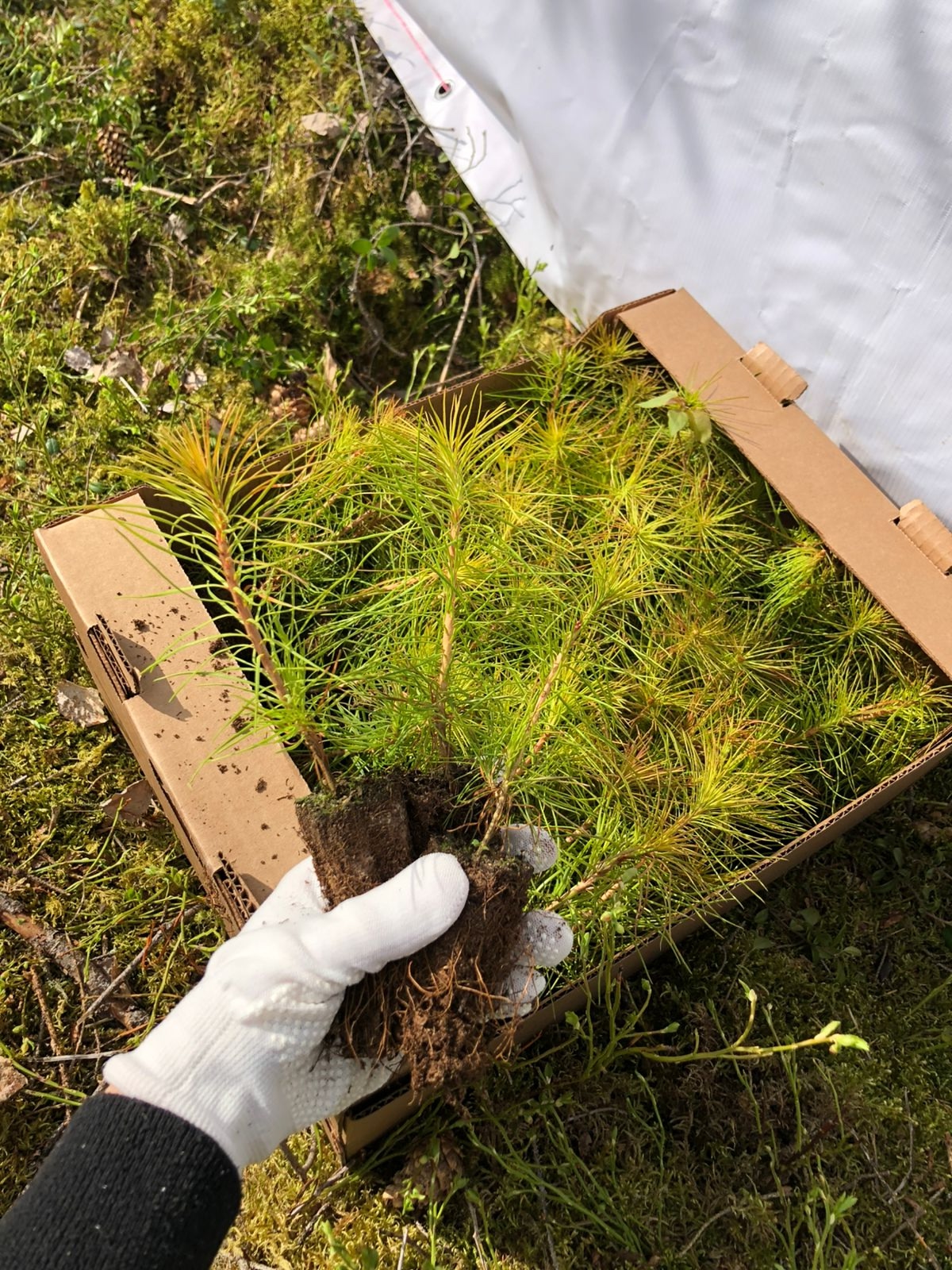 Карелия перевыполнила годовой план по посадке лесов