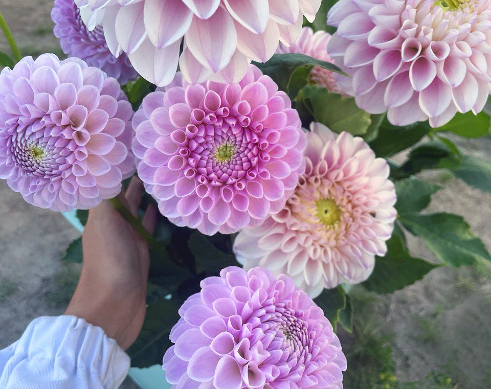 Резидент Арктики развивает цветочный бизнес в Сегеже