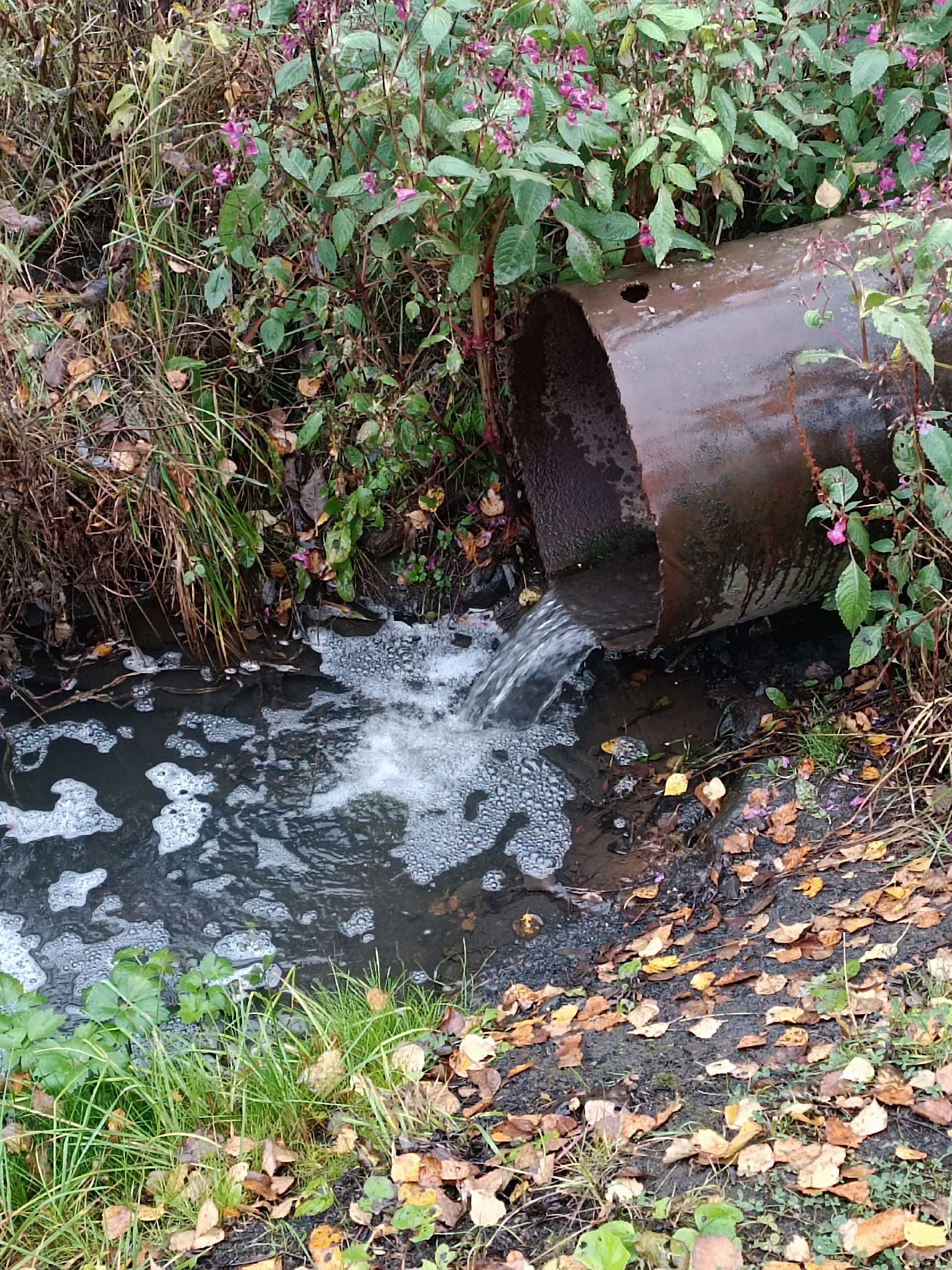 Труба чужая, стоков нет: местные власти вместе с коммунальщиками ищут утечку после публикаций о сбросе канализации в Кондопожскую губу