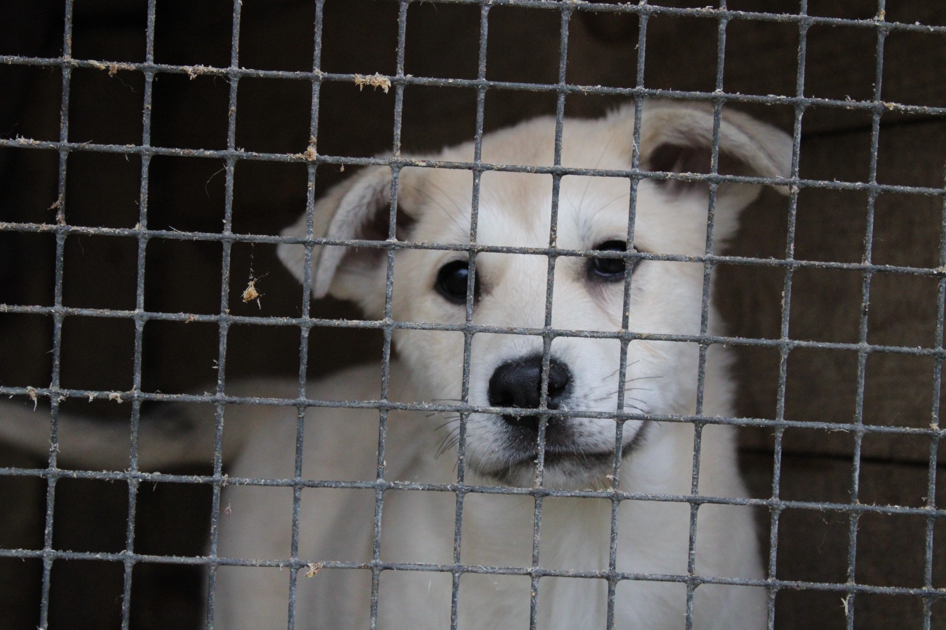 В Медвежьегорском районе щенки ищут хозяев В Медвежьегорском районе щенки ищут хозяев