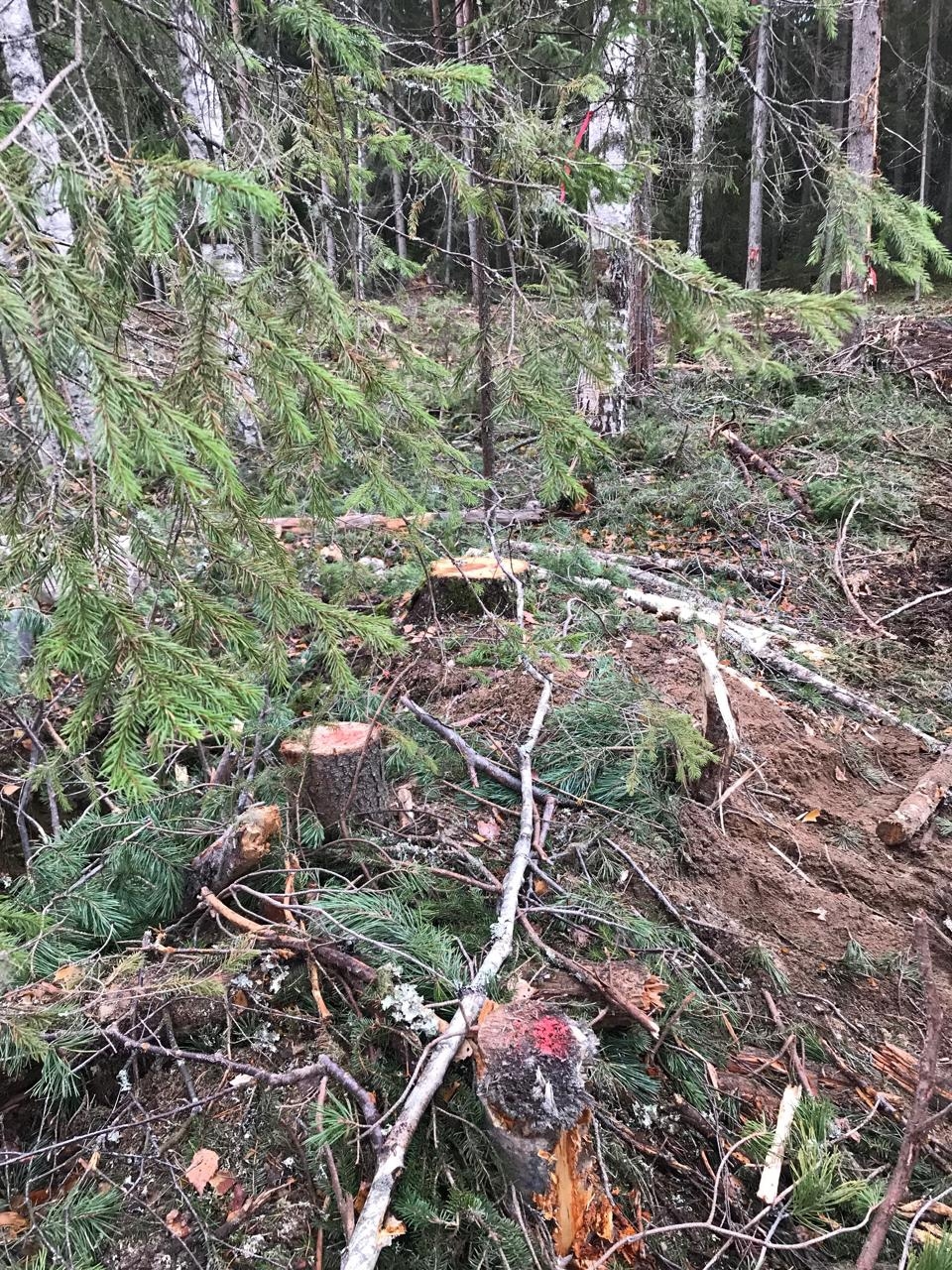 Арендатор незаконно вырубил лес в Карелии