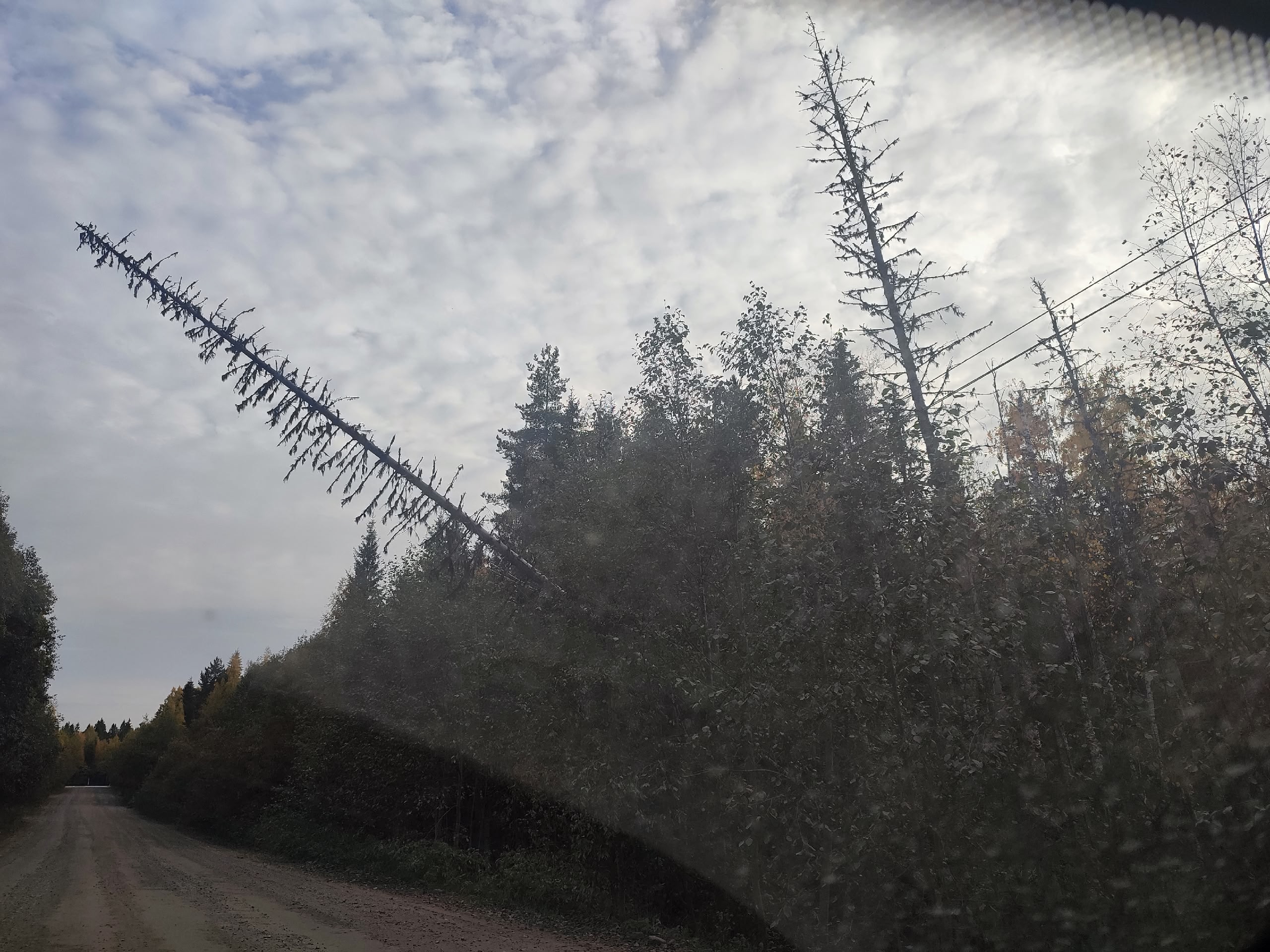 Дерево висит на проводах уже две недели