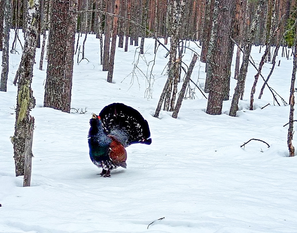 Численность зимующих птиц в Карелии сильно сократилась за 30 лет