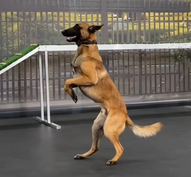 Хвост, камера, мотор! В Карелии стартует проект «КиноПёс»