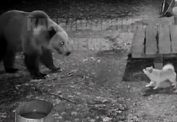 Смелый Кузя прогнал с участка медведя в районе Карелии