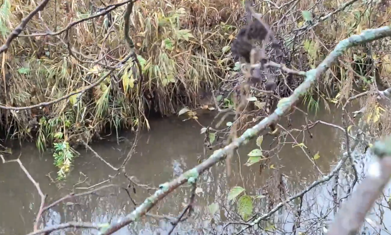Жители Заозерья годами страдают от зловонного ручья