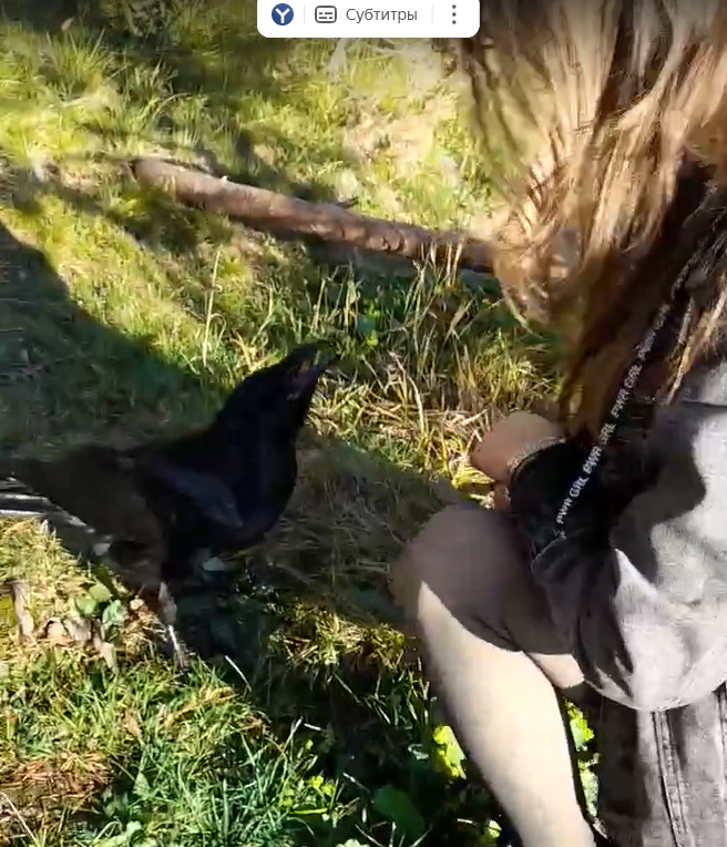 Ворон развлек туристов на Чертовом стуле