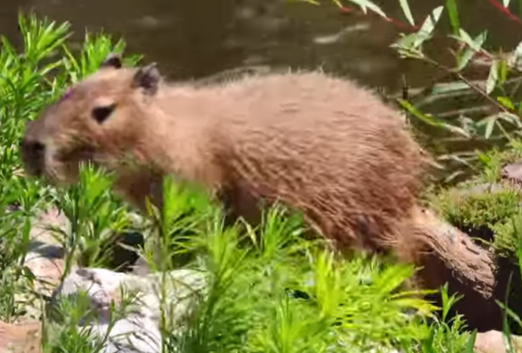 В Карельском зоопарке появился самый крупный грызун на планете
