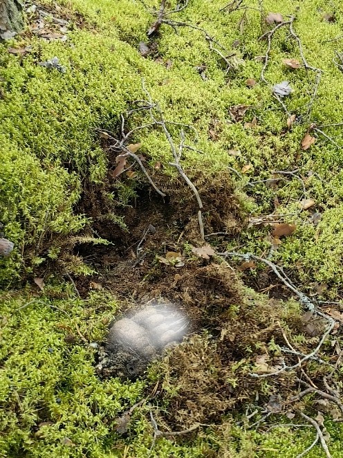 Жуткую расчленёнку в заповеднике Карелии ученые объяснили естественными причинами