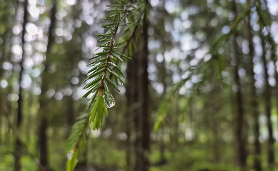 Лесопользователи перечислили 1,8 млрд рублей в бюджет Карелии