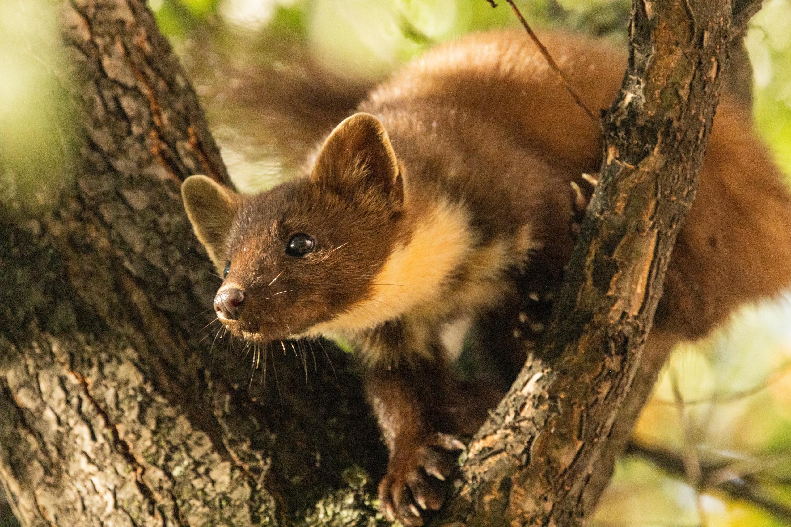 Родственница росомахи наведалась в Санкт-Петербург в поисках грызунов