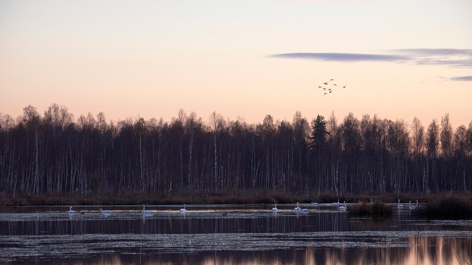 Тысячи лебедей продолжают перелет через соседнюю с Карелией область Тысячи лебедей продолжают перелет через соседнюю с Карелией область
