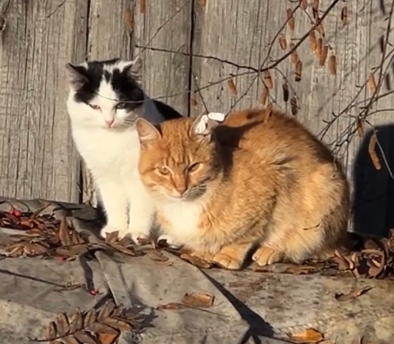 Житель Эссойлы годами содержит кошек в жутких условиях