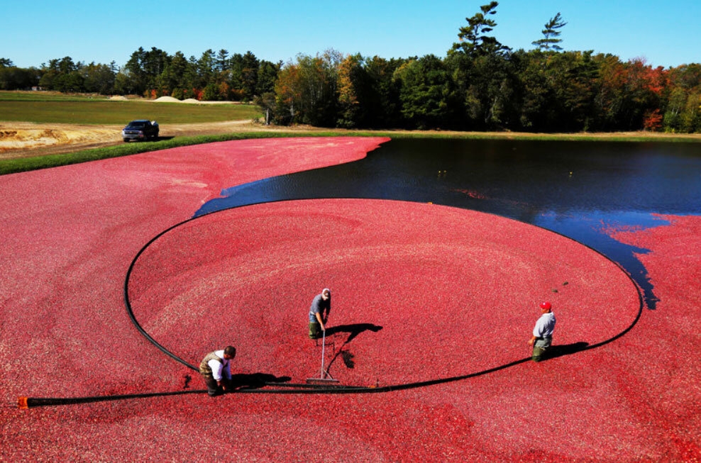 Узнали, в чем разница между традиционным карельским и «забугорным» сбором клюквы
