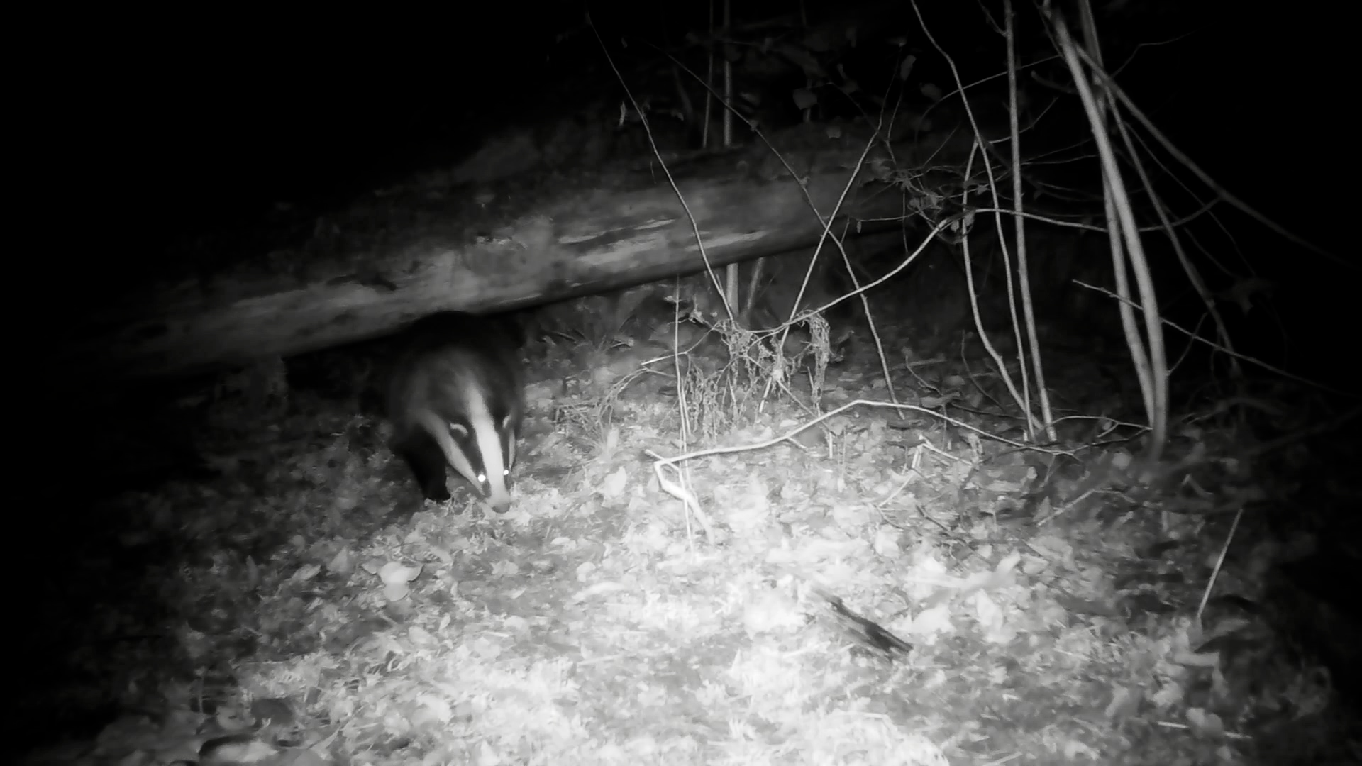 Предзимние хлопоты: барсуки активно утепляют свои жилища перед спячкой
