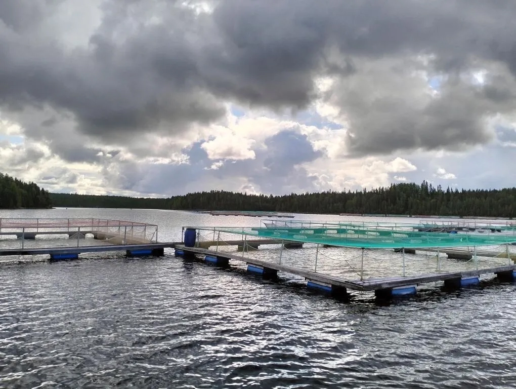 Проблемы рыбоводов Карелии: на продажу выставили 17 хозяйств