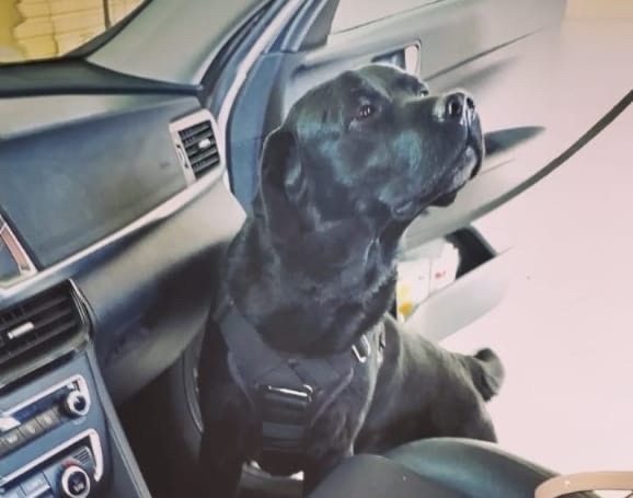 Нюх на наркотики: собаки помогли карельским таможенникам найти больше 7 килограммов запрещенных веществ