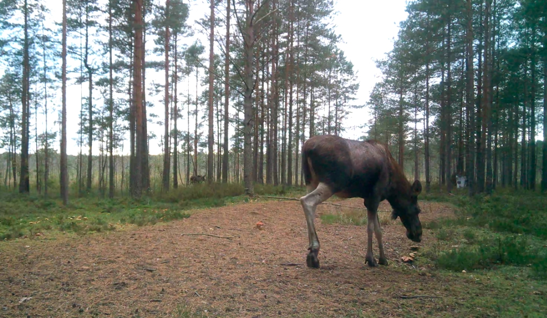 Едят даже мухоморы: известный биолог удивил своим наблюдением за сохатыми