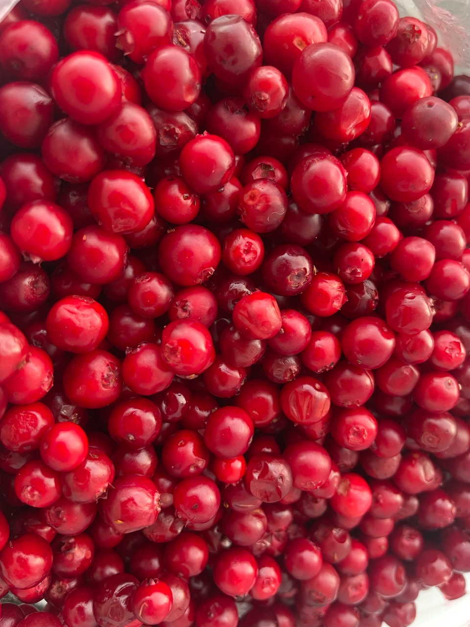 Самый богатый ягодный миллионер опустошил леса Карелии на 6 тонн