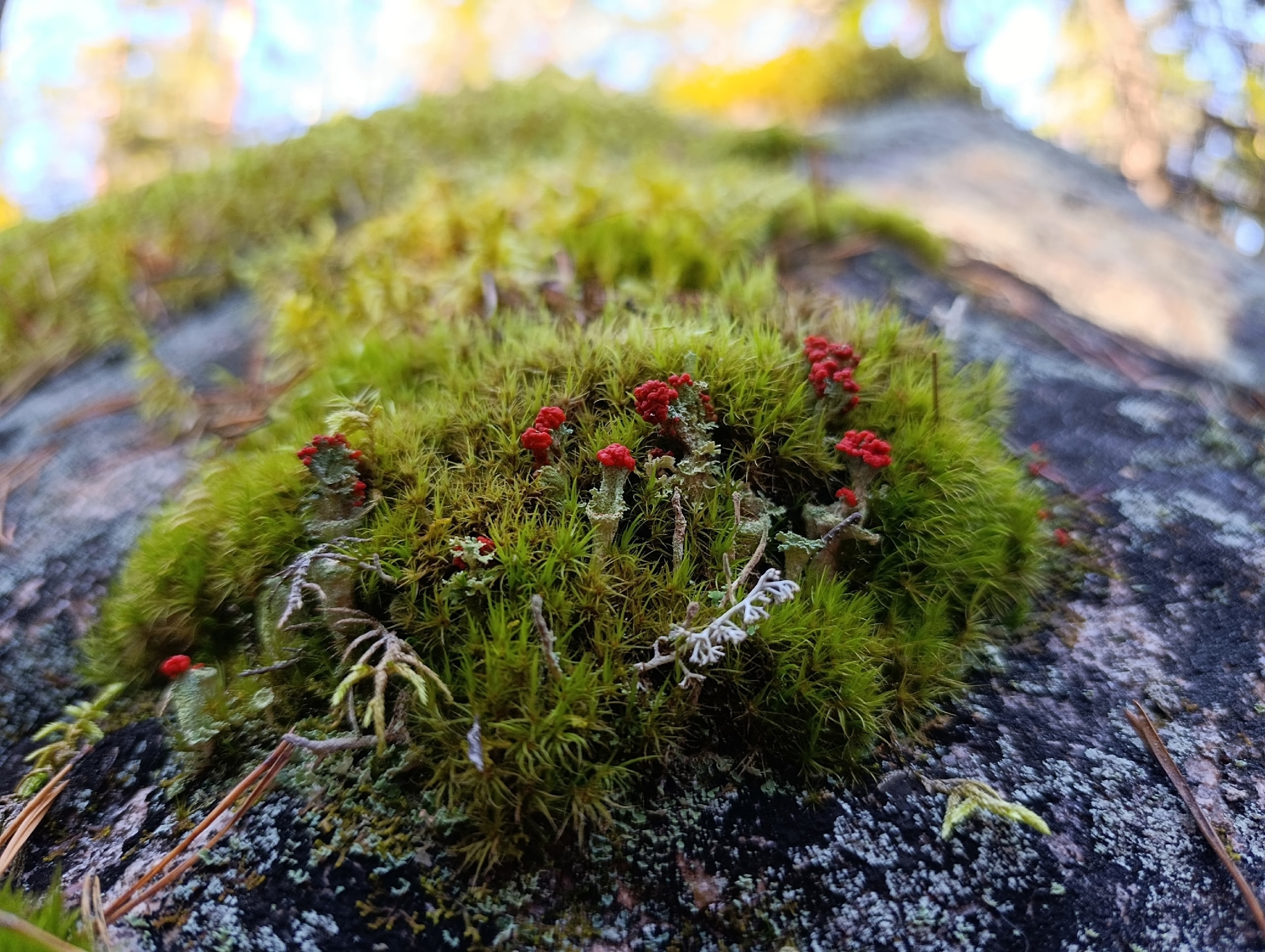 Узнали, какая на ощупь бывает лесная Карелия