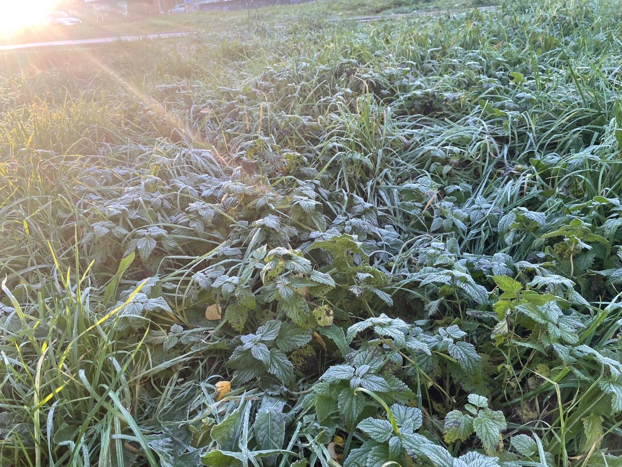 Ночью минус, днем солнце: 18 октября в Карелии будет сухо и прохладно