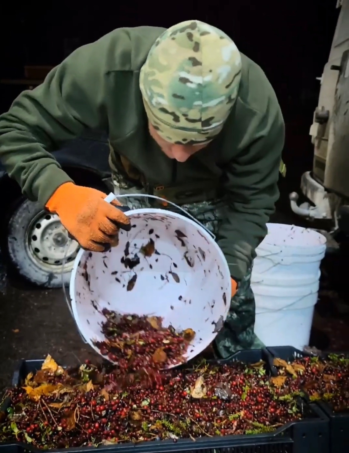 Ягодные миллионеры и те, кто дышит им в спину, еще три дня будут грести дары Карелии