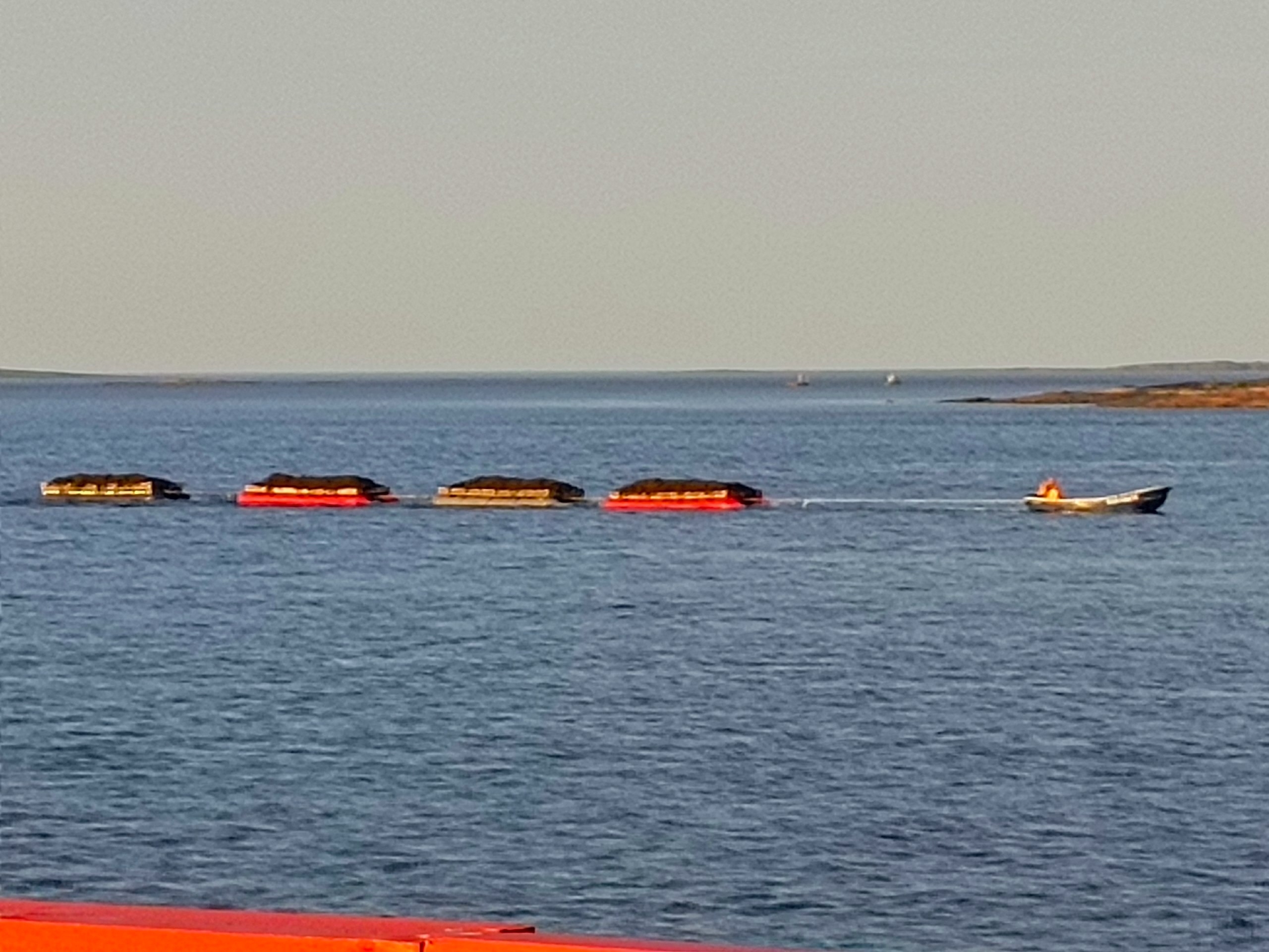 Депутат потребовал проверить предположительно незаконный сбор морской капусты в Карелии Депутат потребовал проверить предположительно незаконный сбор морской капусты в Карелии