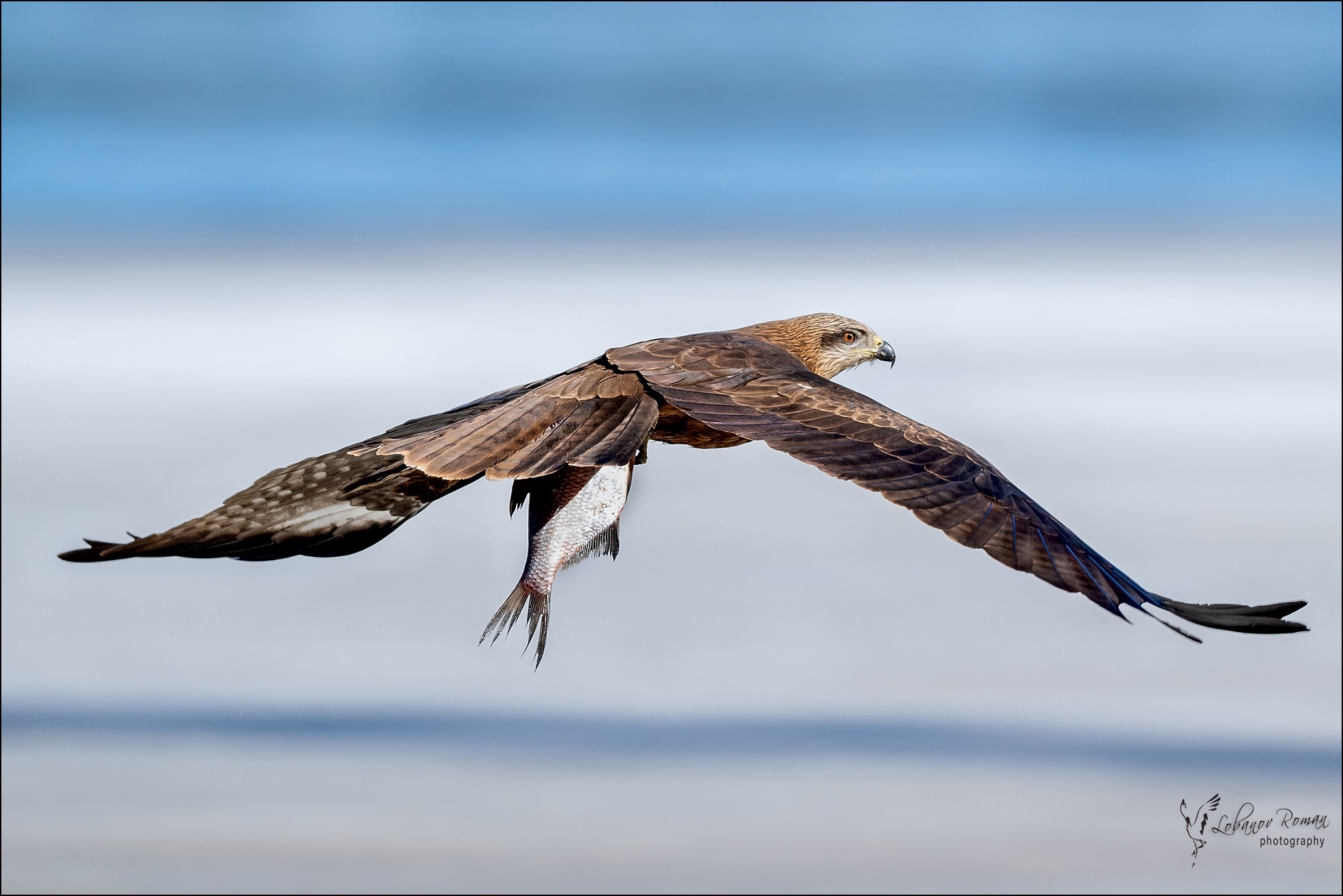 Феноменальная пунктуальность: коршун в Карелии крал рыбу по расписанию
