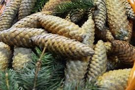 «Кареллесхоз» начал принимать шишки хвойных пород
