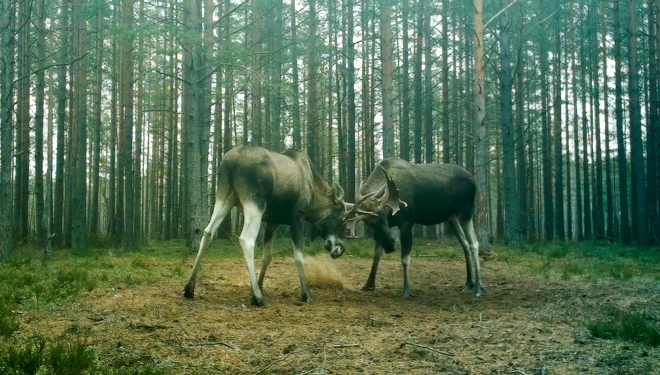 Битва за невесту: у лосей начался сезон брачных поединков