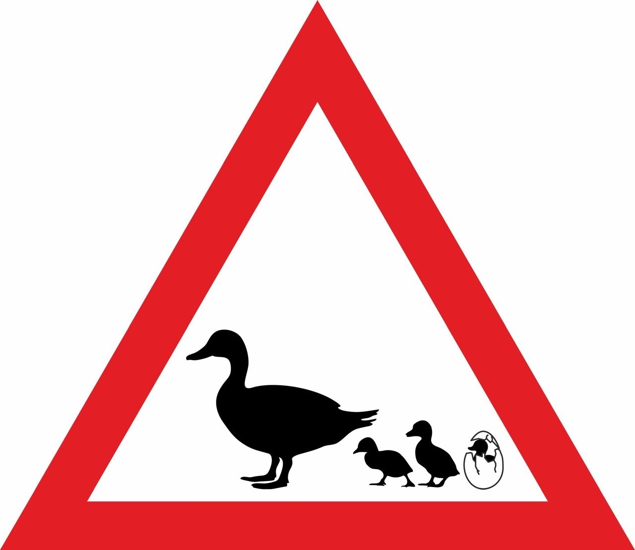 Уток с выводком хотят защитить от наезда: необычный знак установят в центре Сортавалы Уток с выводком хотят защитить от наезда: необычный знак установят в центре Сортавалы