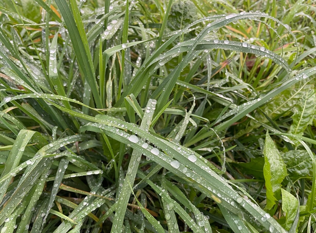 Ни солнца, ни тепла: промозглый четверг не даст ни единого шанса Карелии
