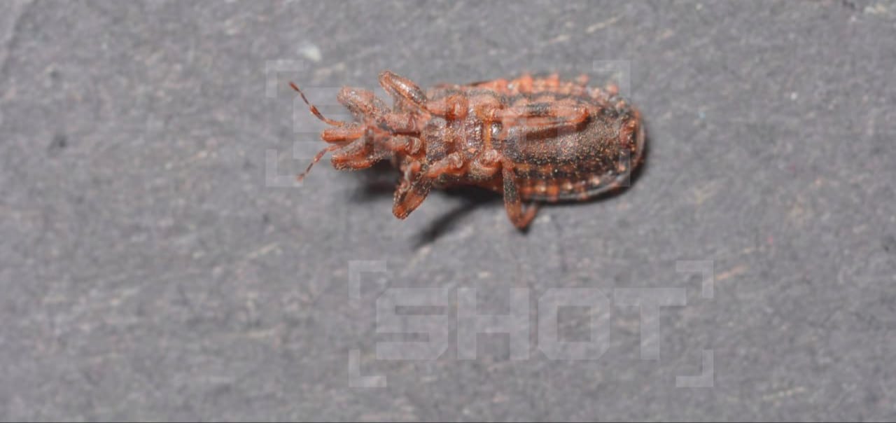 Россиянина в Таиланде укусил смертельно опасный клоп