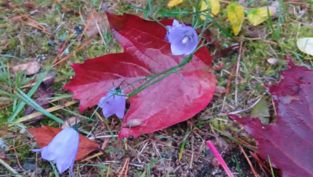 Синоптики рассказали о погоде на четверг