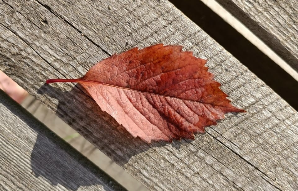 «Никогда наш опавший лист не вернётся на ветку. Осталась его душа. Как бабочка»: стало известно имя мотоциклиста, погибшего в аварии в Петрозаводске