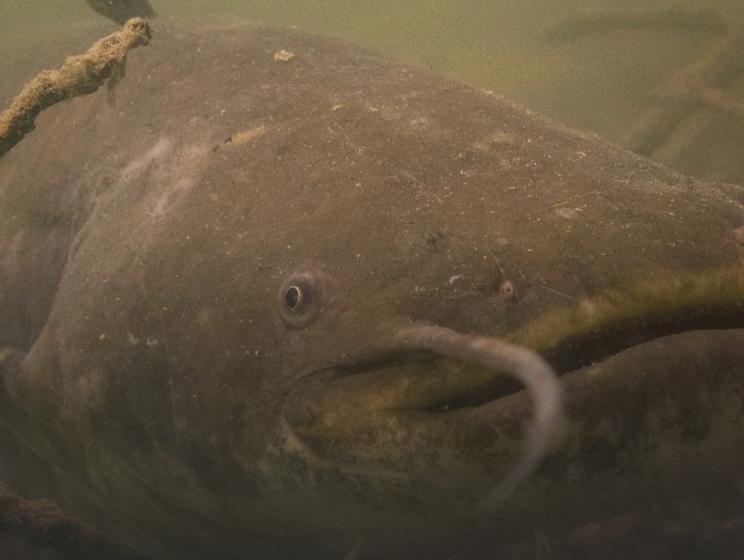 92 кг: рыбак выловил монстра-людоеда из реки