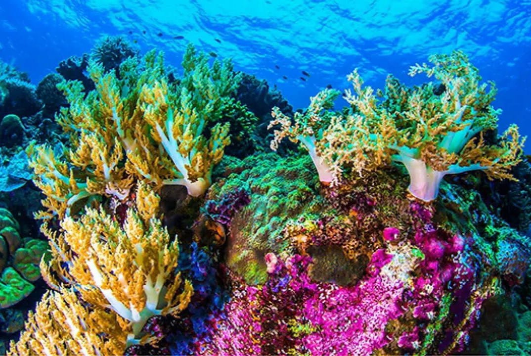 На Земле началось массовое вымирание коралловых рифов