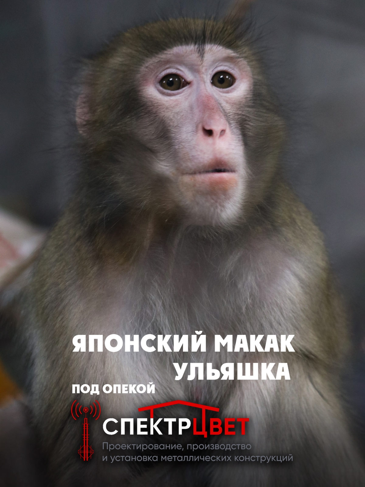 Японская макака Ульяшка обрела опекуна в Карельском зоопарке Японская макака Ульяшка обрела опекуна в Карельском зоопарке