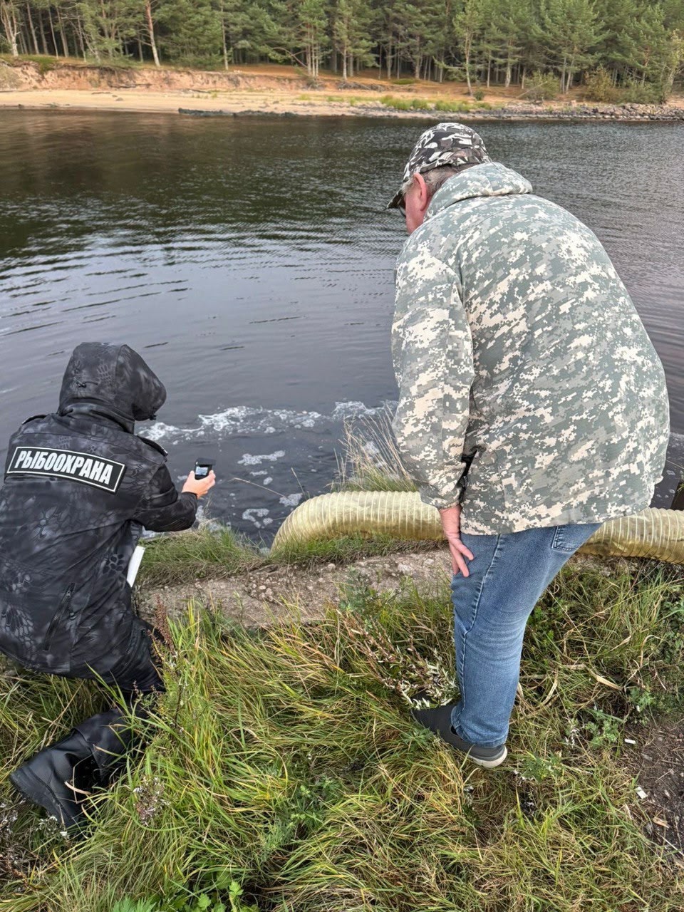 Мальков ценной и редкой рыбы выпустили в Ладогу в Олонецком районе