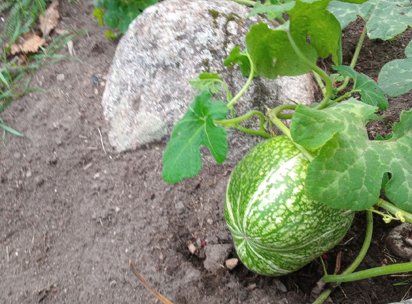 Необычную арбузную тыкву вырастила жительница Сегежи