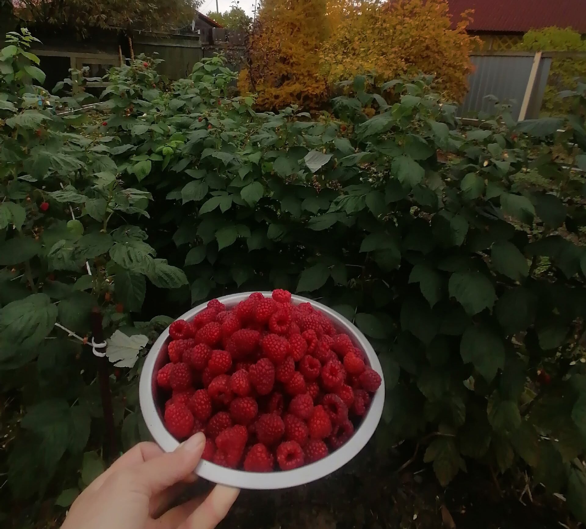 Жительница Карелии собрала урожай малины в октябре
