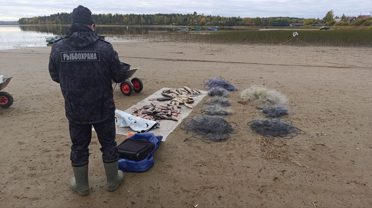 Браконьера с сетями поймали на озере в Карелии Браконьера с сетями поймали на озере в Карелии