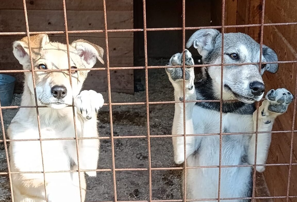 Четыре щенка ищут добрые руки в Карелии