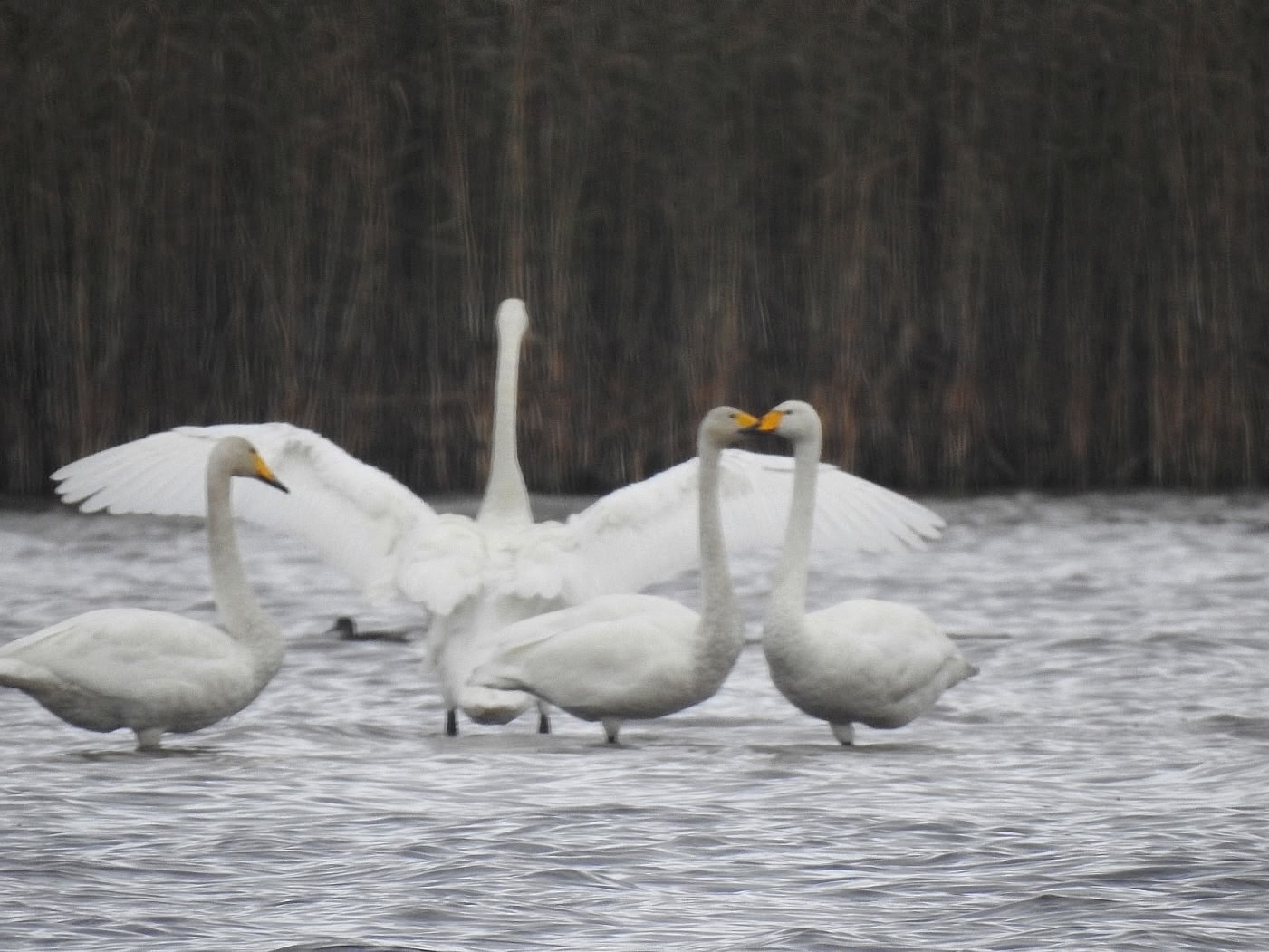 Лебеди-кликуны окупировали Ладогу