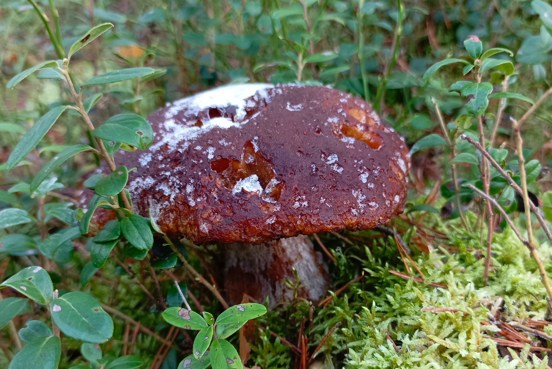 Последний гриб нашли жители Ленобласти Последний гриб нашли жители Ленобласти