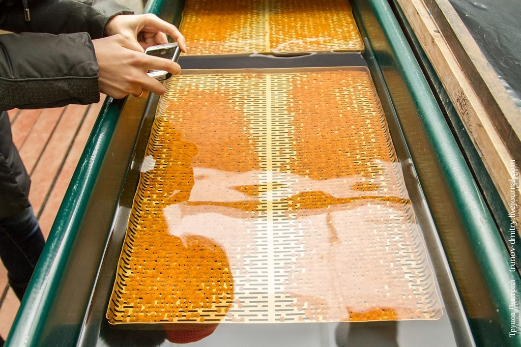 Карельские рыбоводы заложили лососевую икру на инкубацию