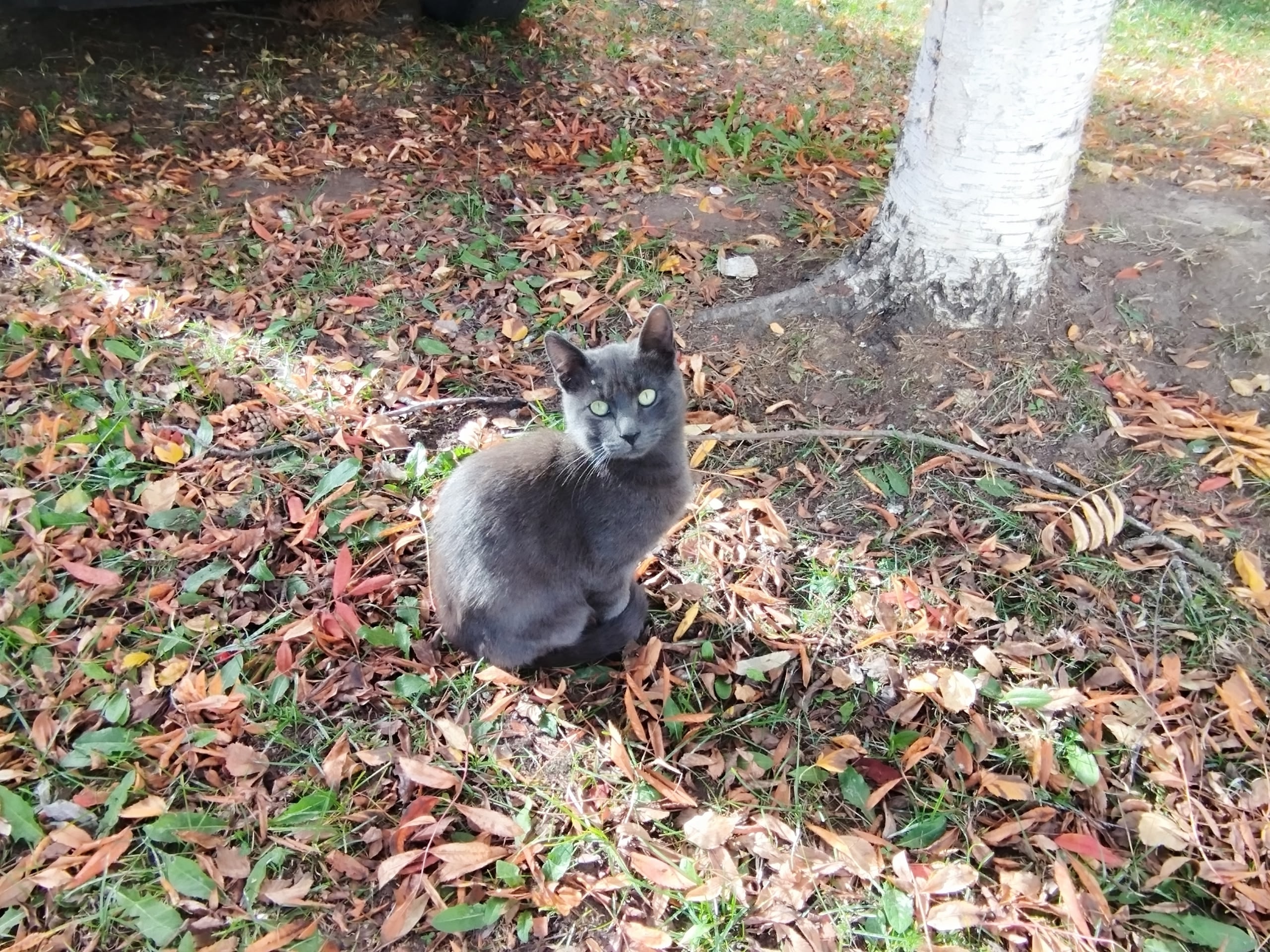 Жильцы дома в Петрозаводске хотят отравить котенка вместе с крысами